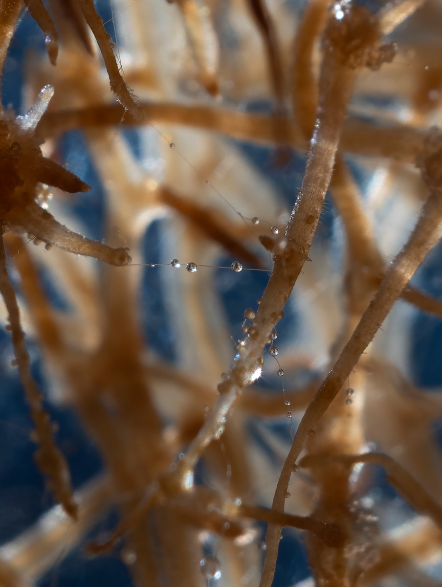 Suzette Bousema - Super Organism