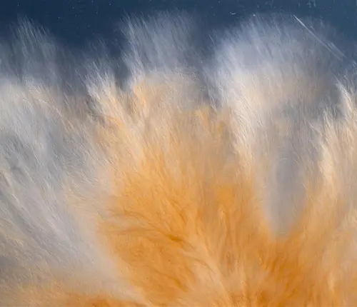 The mushroom at the end of the world