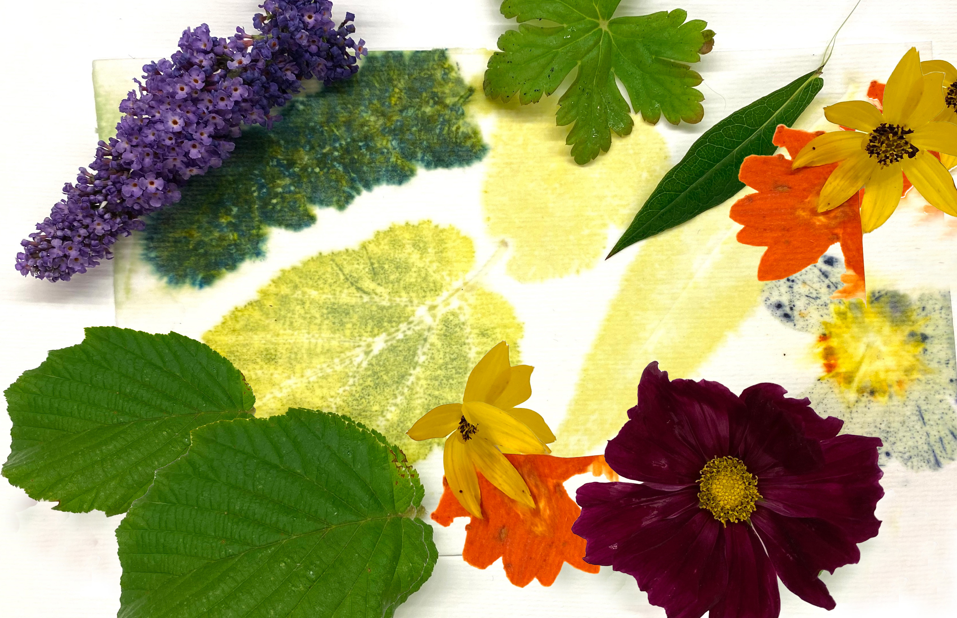 Workshop bioprinting