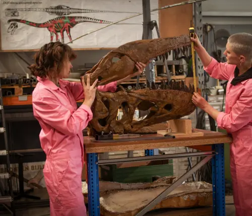 Weekend van de Wetenschap - Dinomiddag